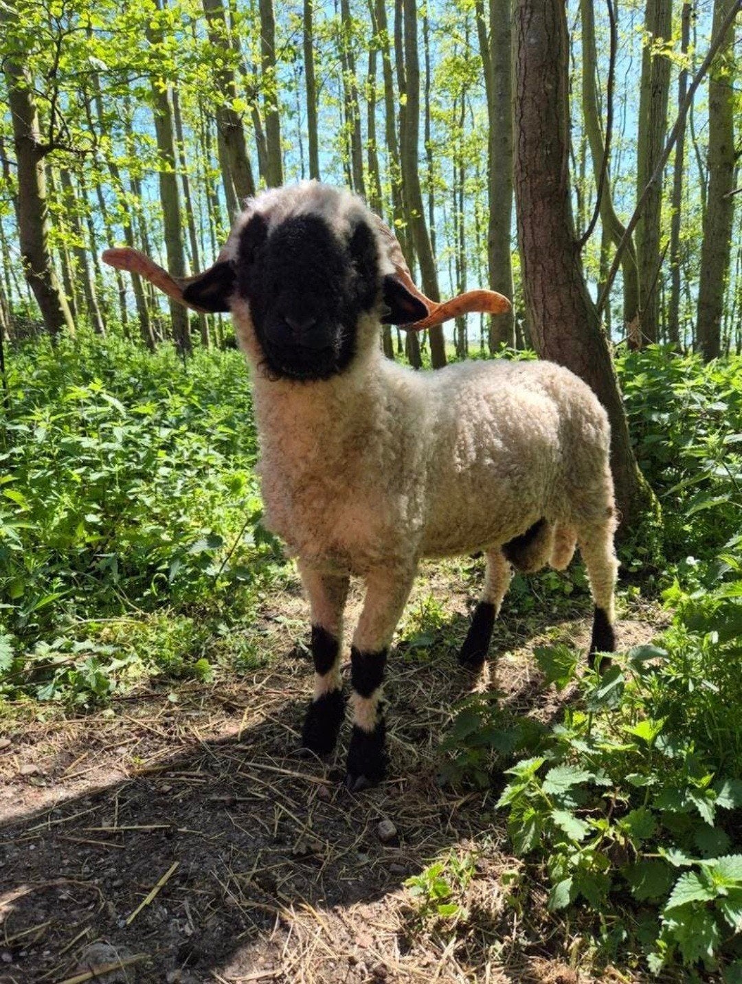 lieve Walliser Schwarznase stamboek waardige dekram Tim., Dieren en Toebehoren, Mannelijk, Schaap, 0 tot 2 jaar