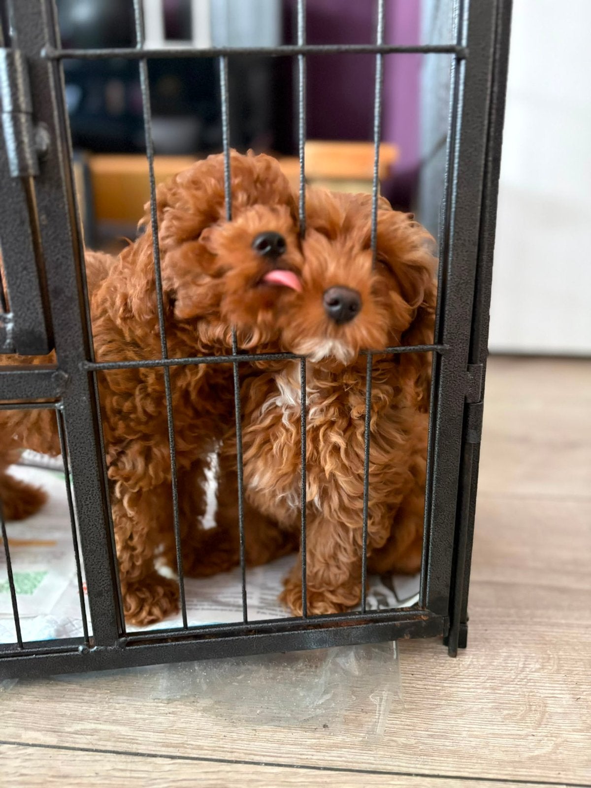 toy poedel pups mogen naar een nieuw huisje, Dieren en Toebehoren, Poedel, Parvo, 8 tot 15 weken, Meerdere