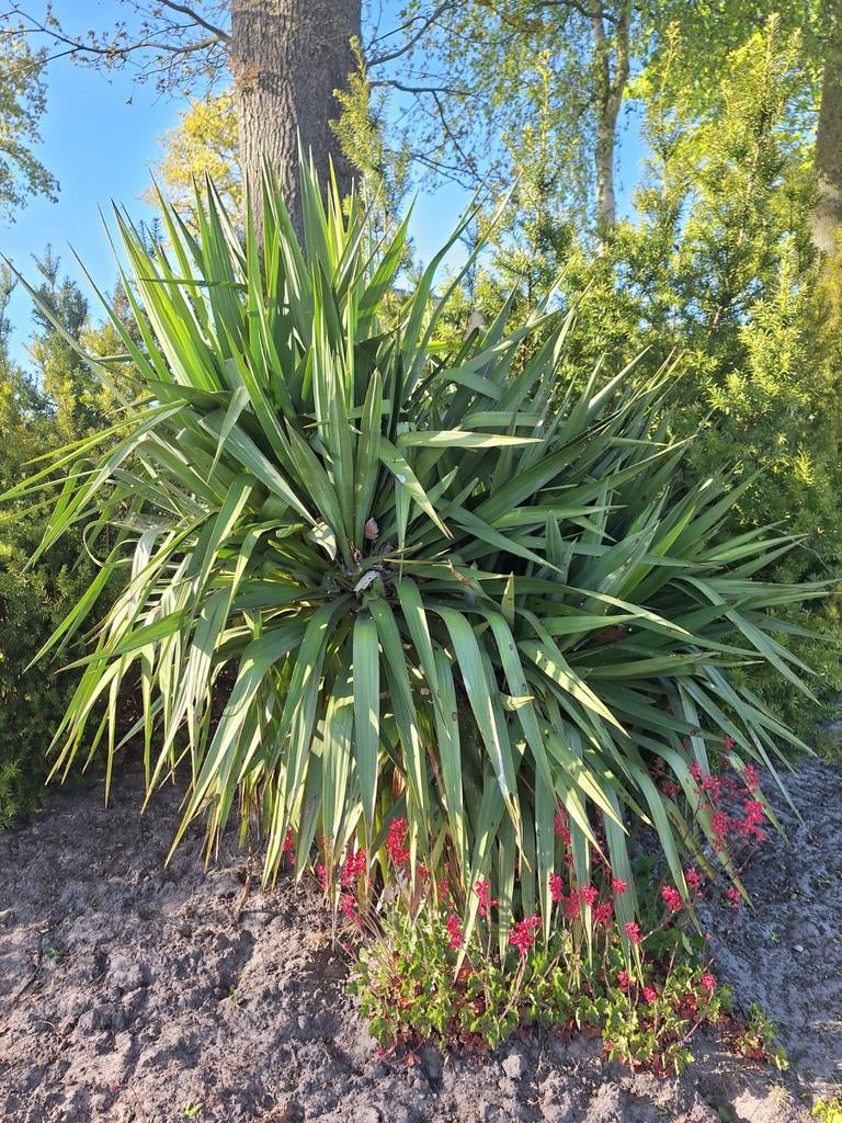 Palmlelie yucca filamentosa 3x, Tuin en Terras, Ophalen, Volle zon