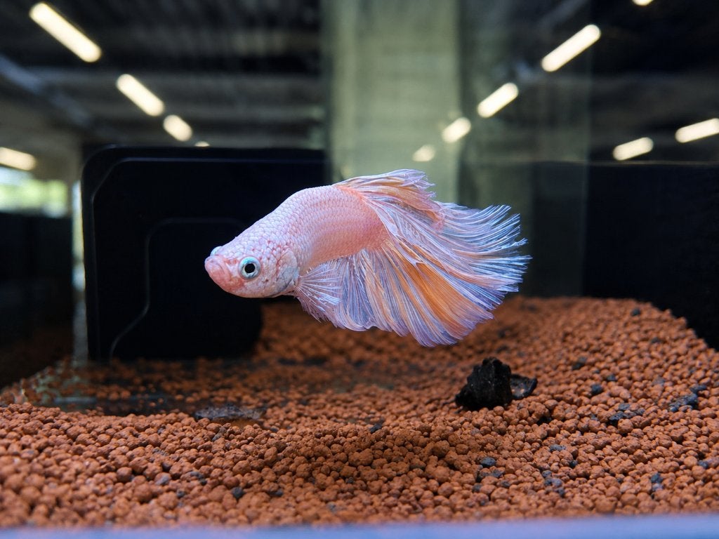 betta´s man vanaf 14,99, Dieren en Toebehoren, Vis, Zoetwatervis