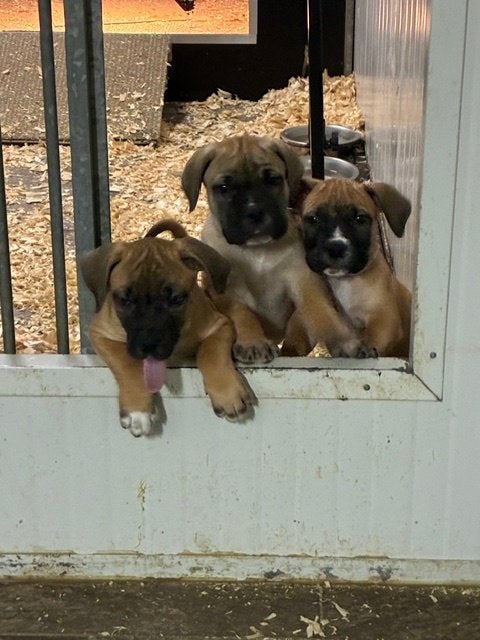 Prachtige, stoere boerboel pups, reu, met stamboom te koop !, CDV (hondenziekte), 8 tot 15 weken, Meerdere, Nederland