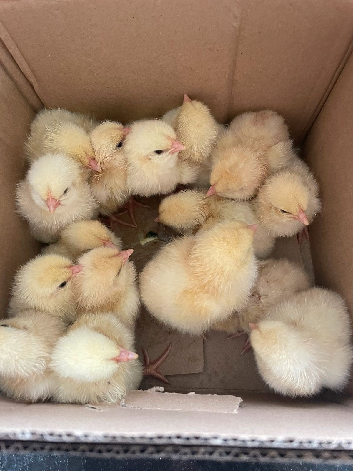 haan kuikens te koop vanaf 30 augustus, Dieren en Toebehoren, Pluimvee, Meerdere dieren, Kip