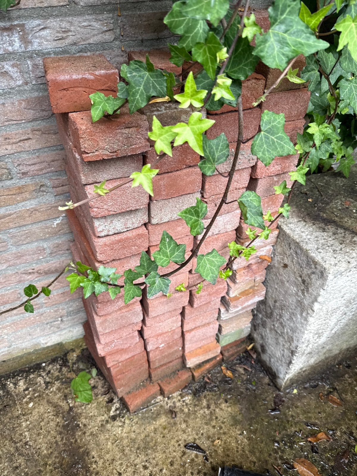 Prachtig mooie rode bakstenen klinkers GRATIS, Tuin en Terras, Gebruikt, Klinkers, Beton, 5 tot 10 m²
