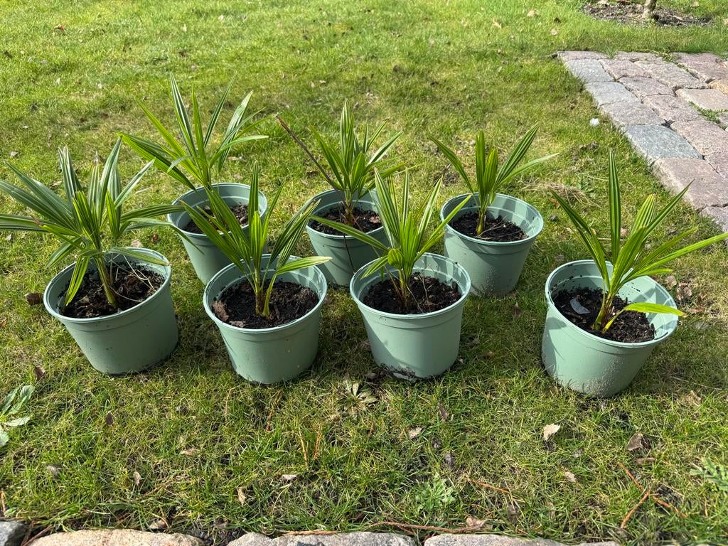 Winterharde Trachycarpus Wagnerianus Palmboom - Exotische Bl, Overige soorten, Volle zon, Vaste plant, Ophalen of Verzenden