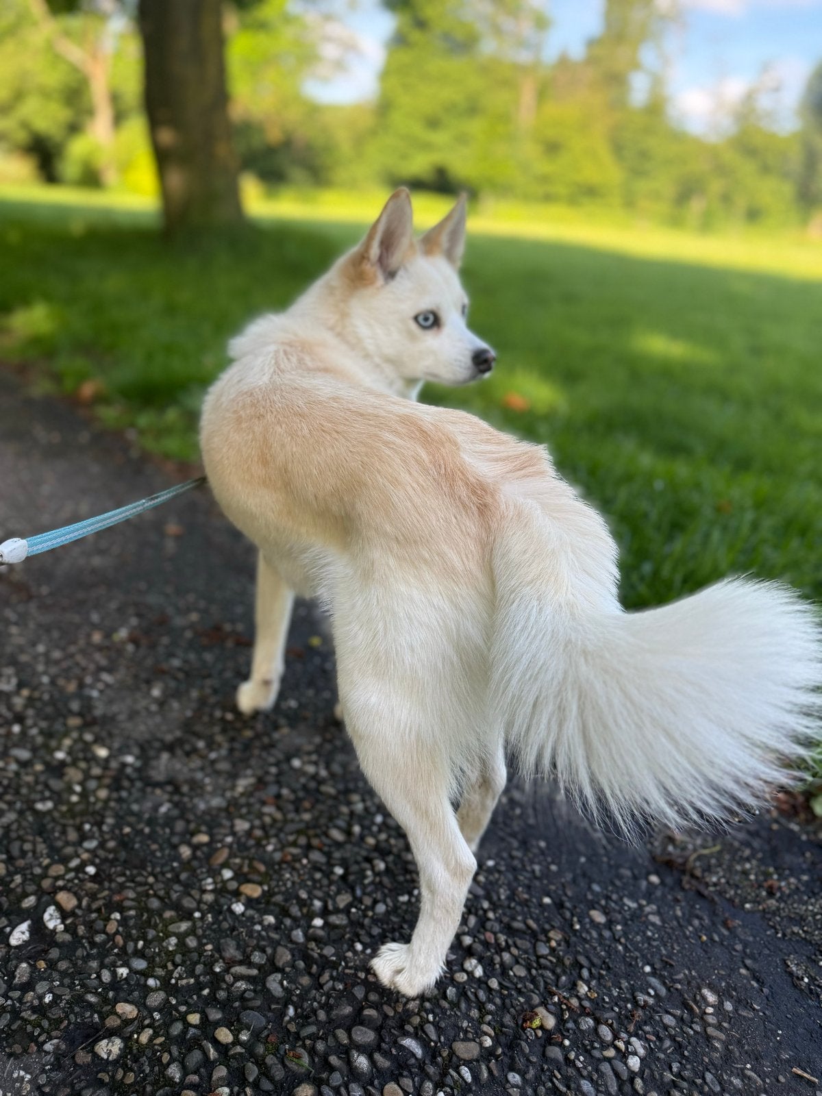 Bruidje gezocht voor mijn Pomsky F2, Reu, 1 tot 2 jaar, Parvo, Eén hond