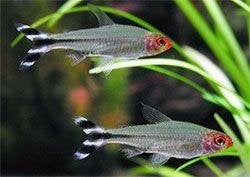 Hobbyaquarium Petitella bleheri–Roodkopzalm, Vis, Zoetwatervis, Schoolvis