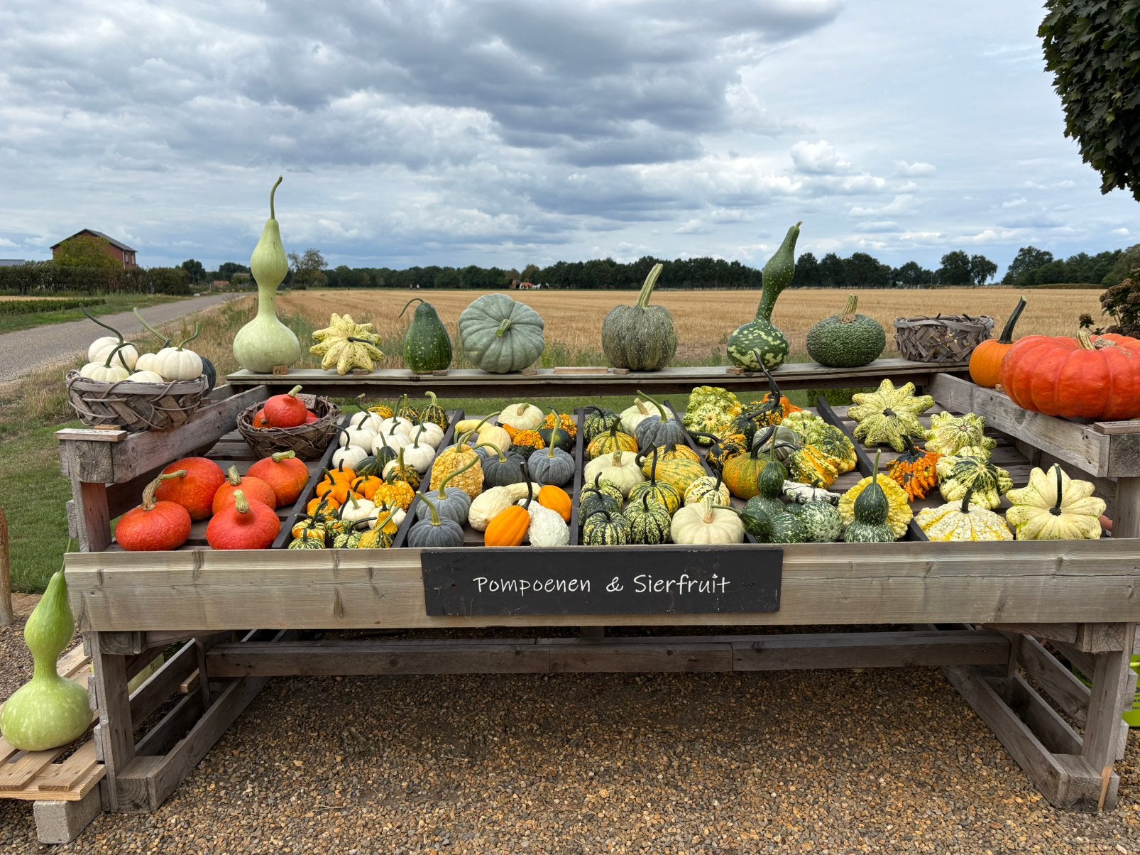 Pompoenen & sierfruit 🎃, Ophalen, Nieuw