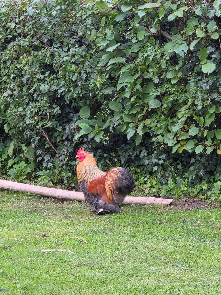 Haan Cochin kriel, Dieren en Toebehoren, Pluimvee, Kip, Mannelijk