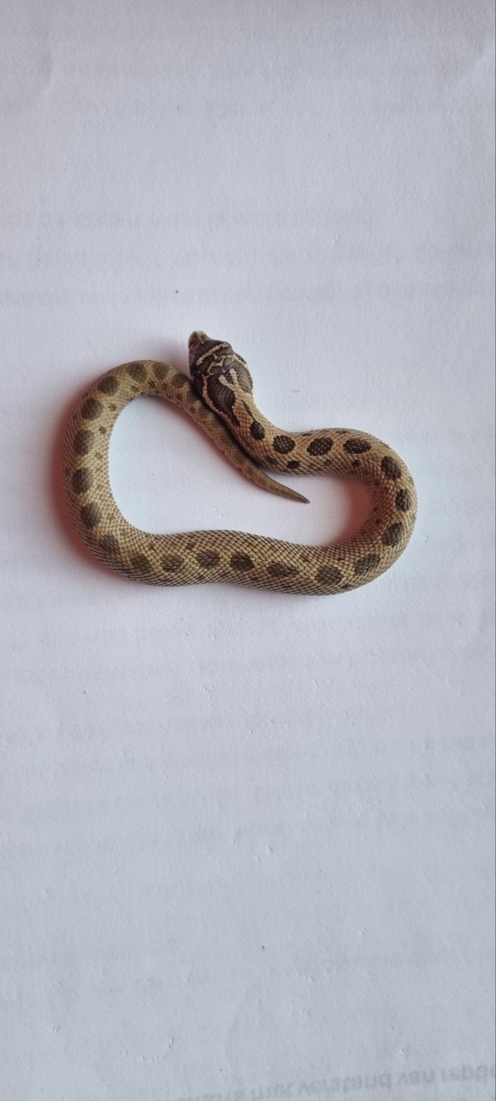 haakneusslangen (heterodon nasicus) Hognose Snake photo 5