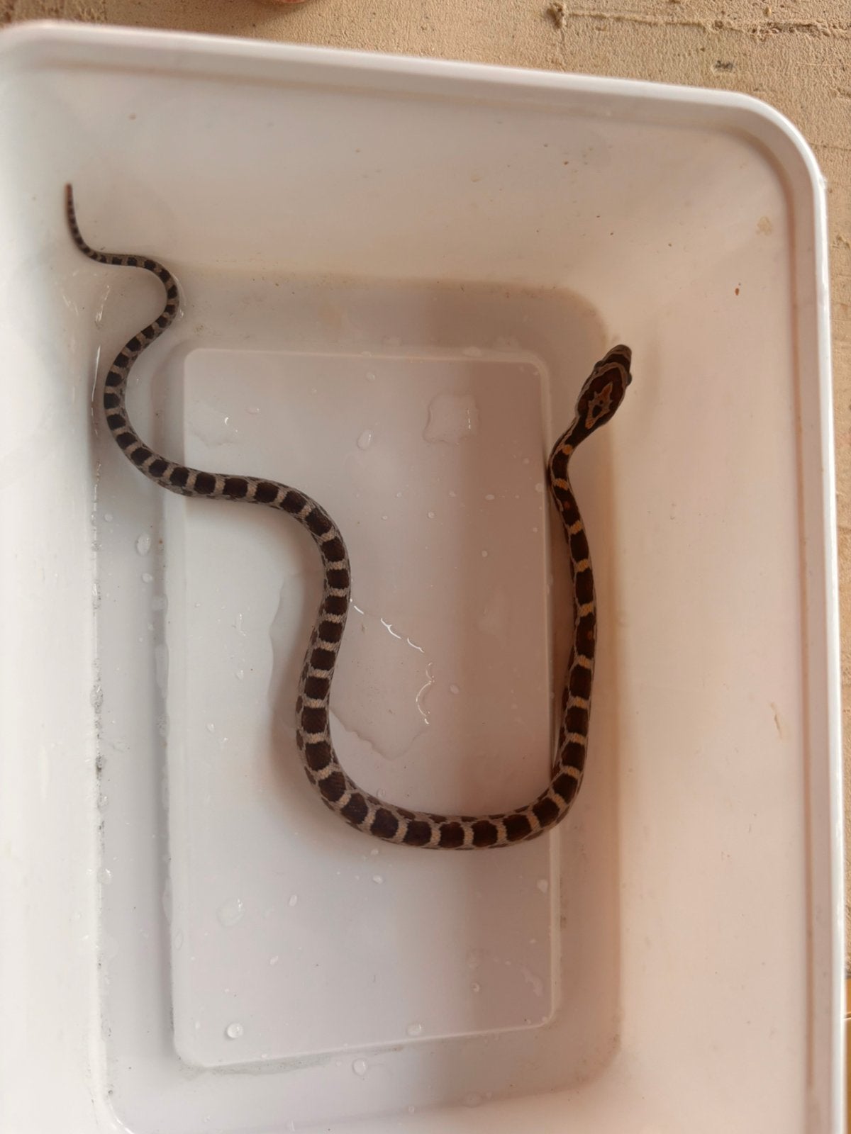 Baby rattenslangen te koop Rat Snake photo 2