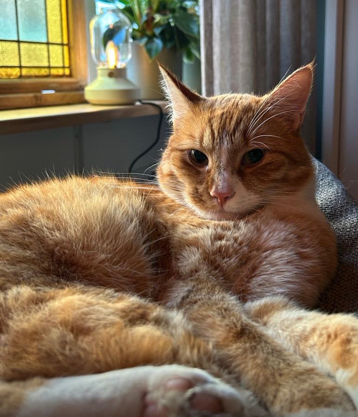 Vermist Middelharnis, Dieren en Toebehoren, Vermiste en Gevonden Dieren