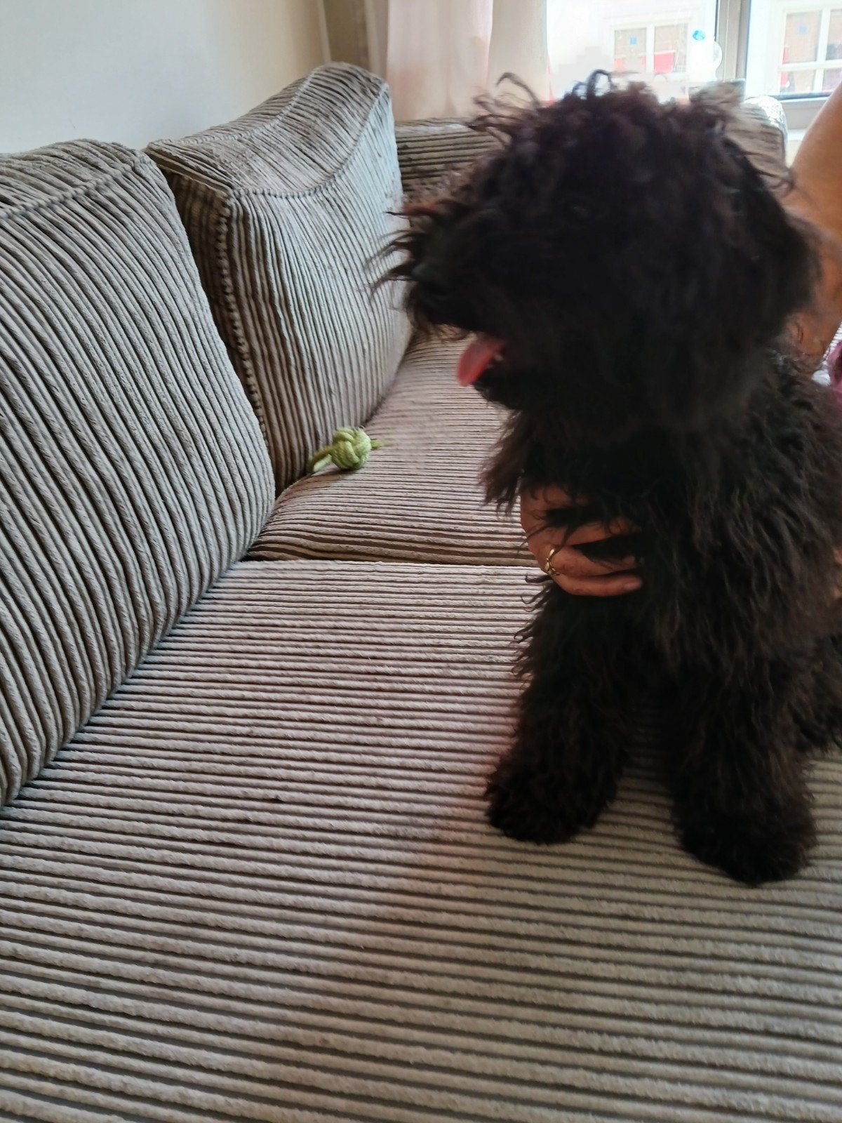 Mini labra doodle zwart 18weken, 15 weken tot 1 jaar, Overige rassen, CDV (hondenziekte), Teef