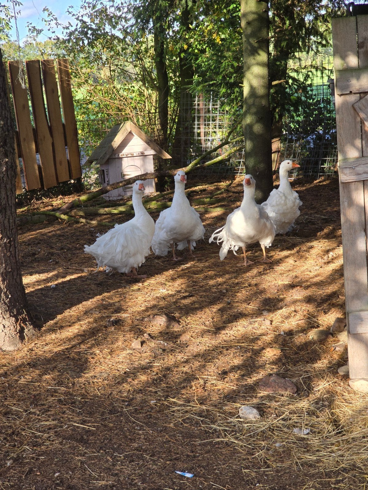 krulganzen te koop aangeboden, Dieren en Toebehoren, Mannelijk, Gans of Zwaan