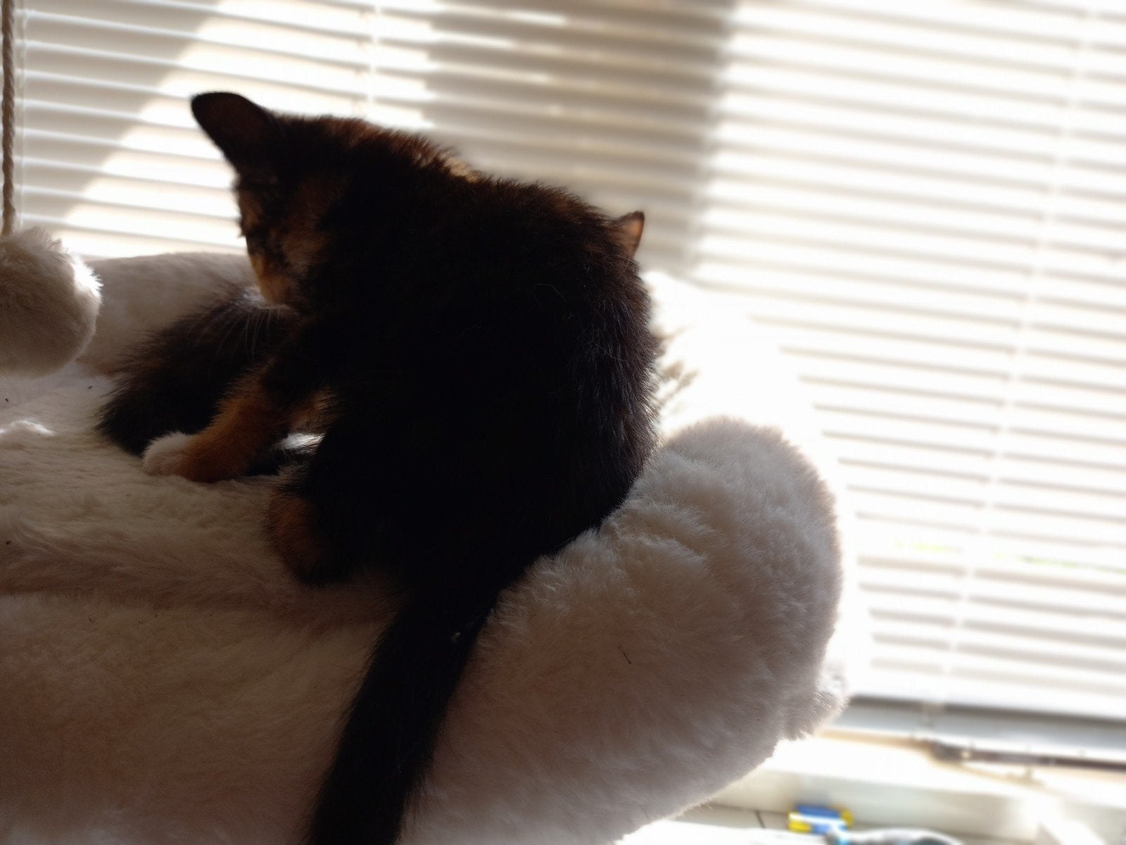 Kittens, Meerdere dieren