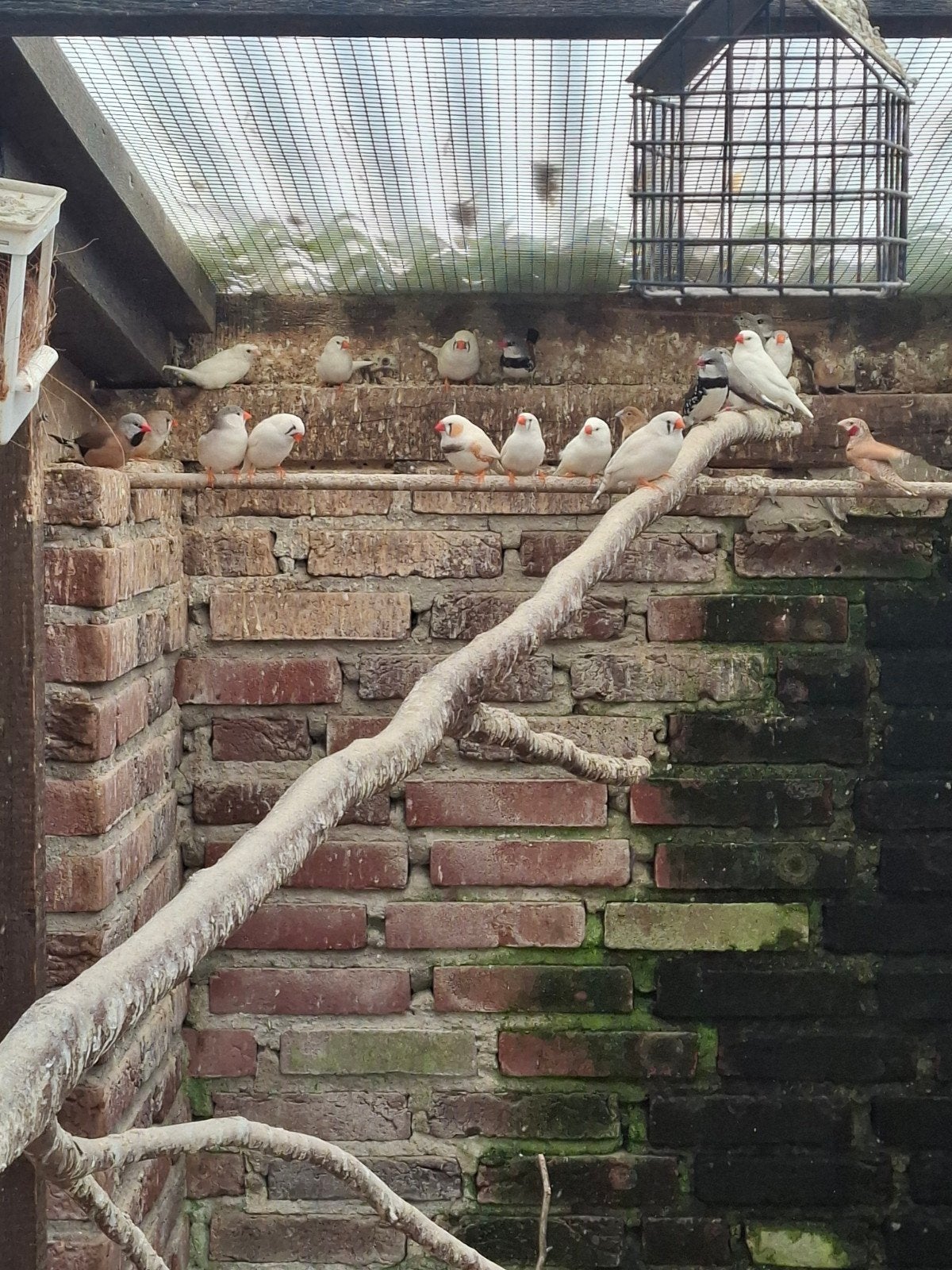 tropenvogel