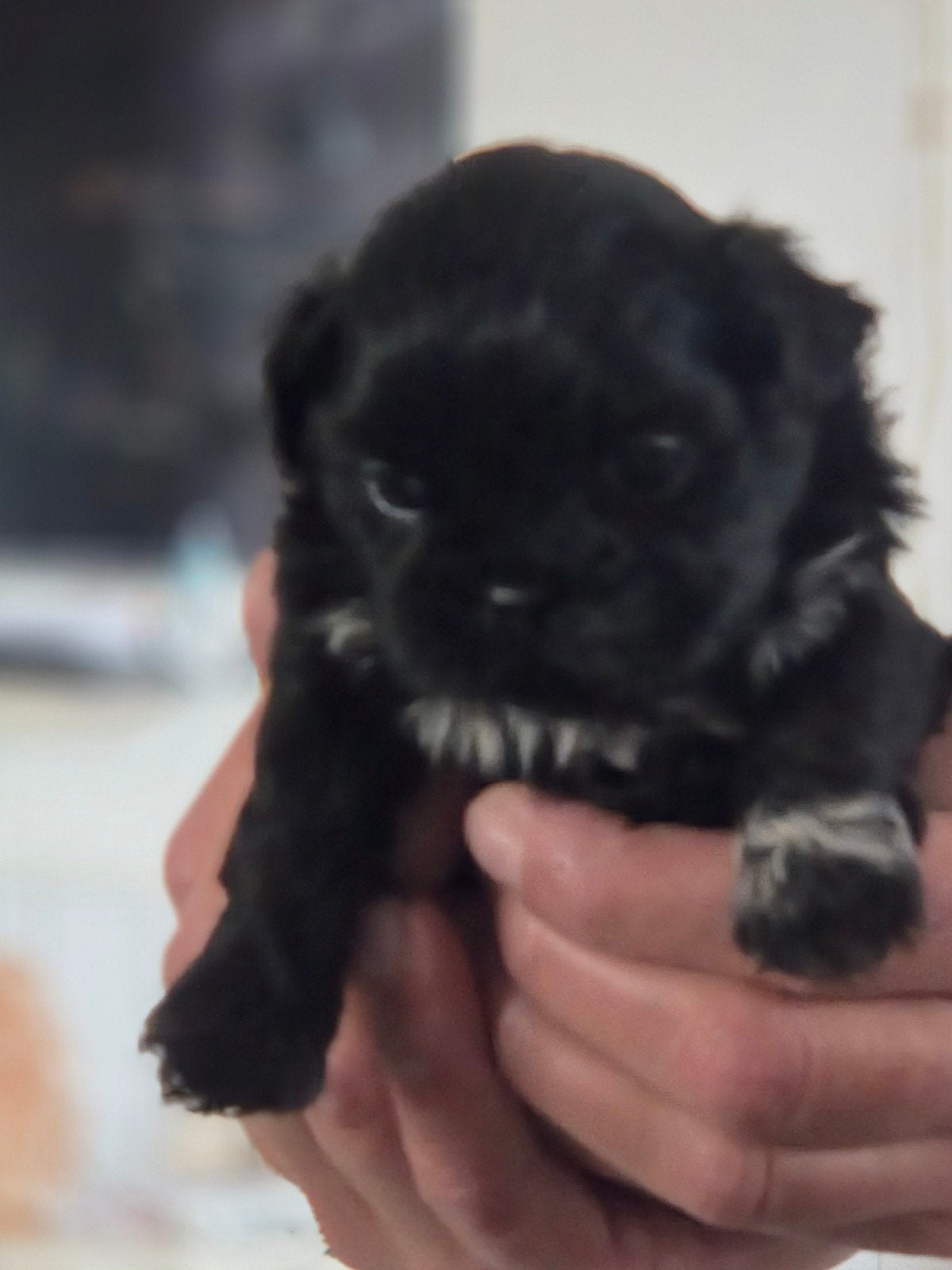 Prachtige shih tzu pups, Overige rassen, CDV (hondenziekte), 8 tot 15 weken, Meerdere