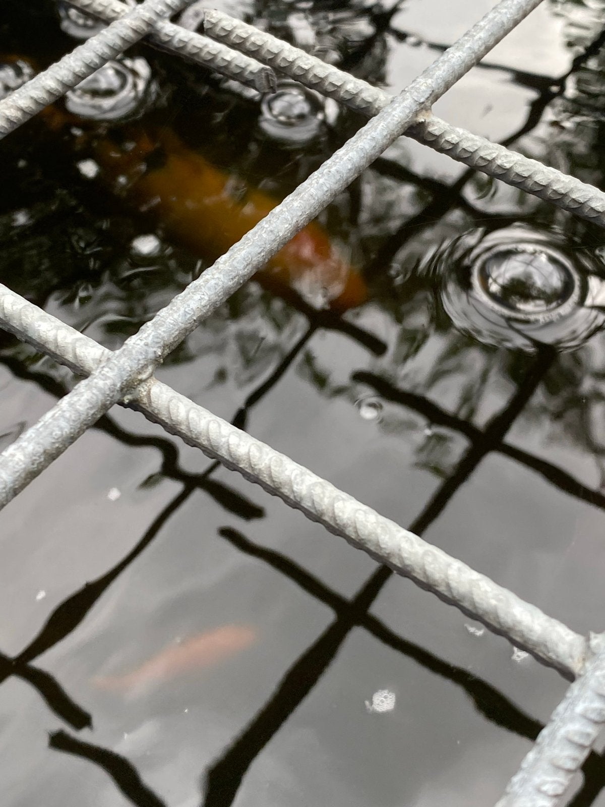 Koi karper 30 cm, Karper of Koi