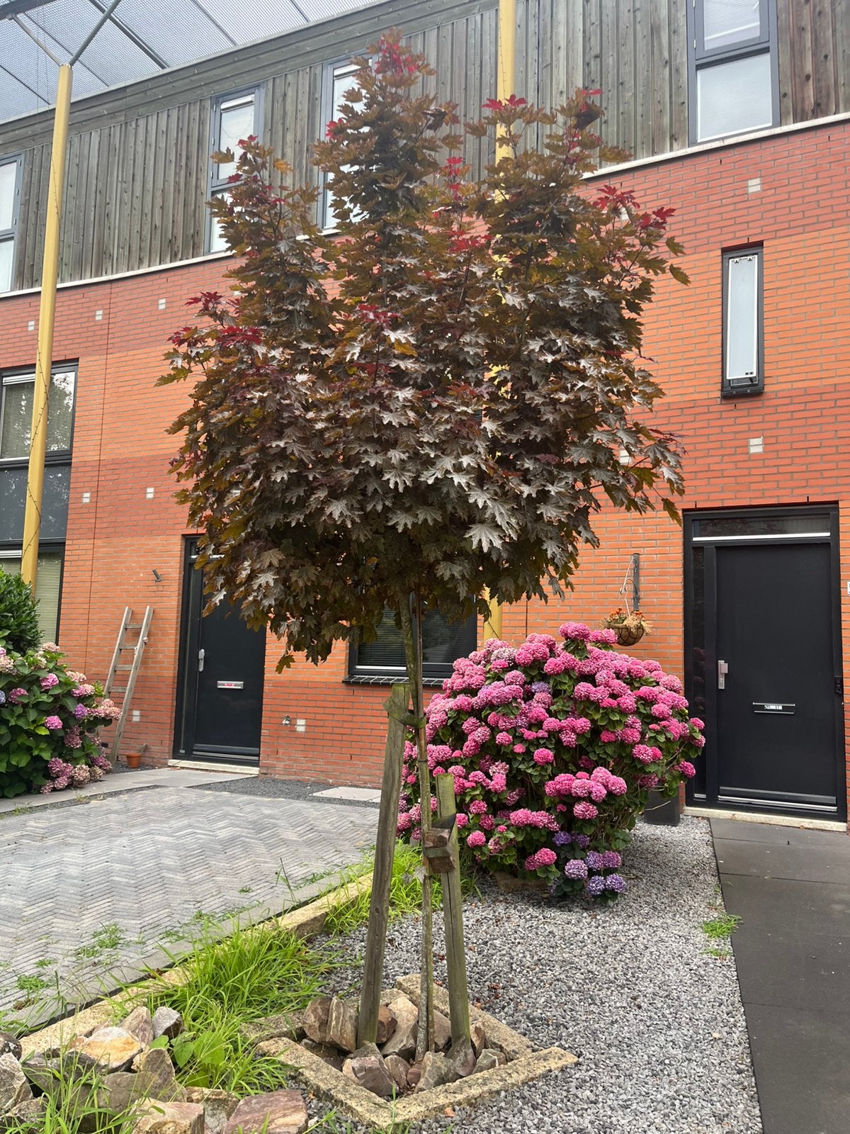 Rode Noorse Esdoorn - zelf uitgraven, Tuin en Terras, Ophalen, Halfschaduw, Overige soorten, 250 tot 400 cm