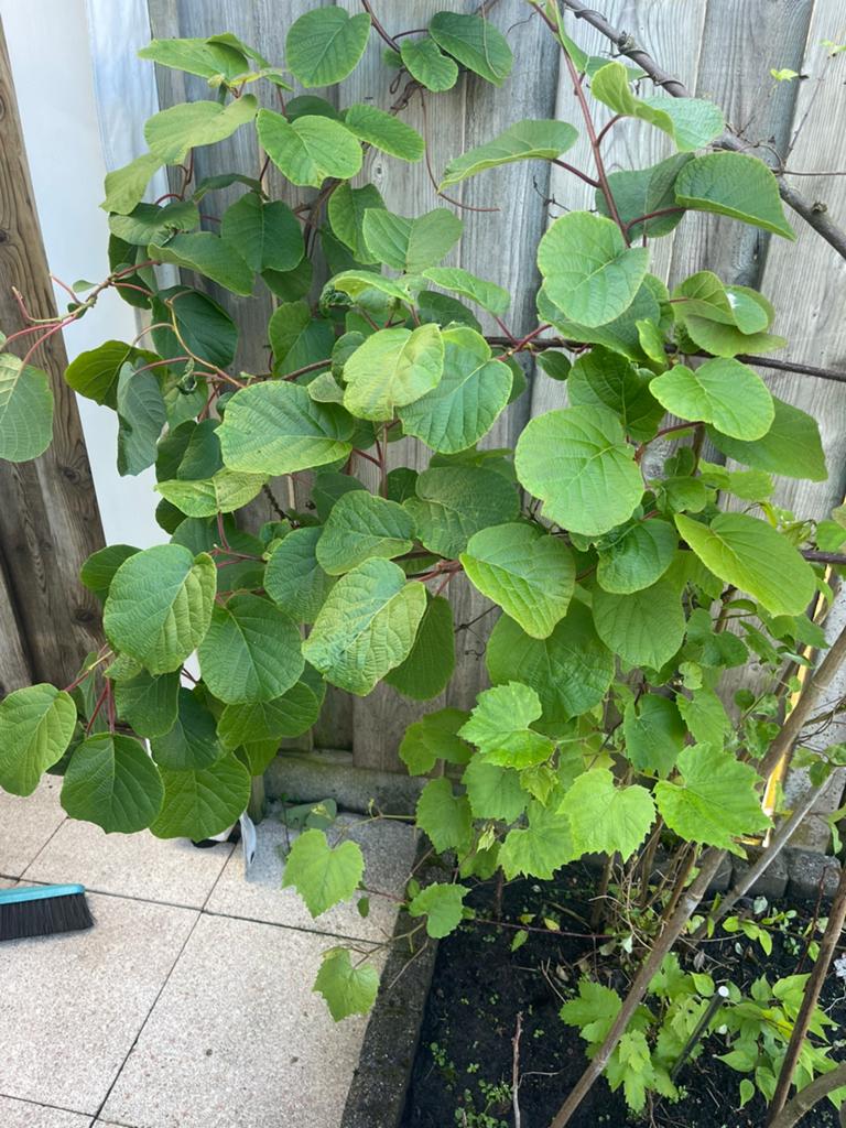 Kiwi plant, Ophalen, Minder dan 100 cm, Overige soorten, Zomer