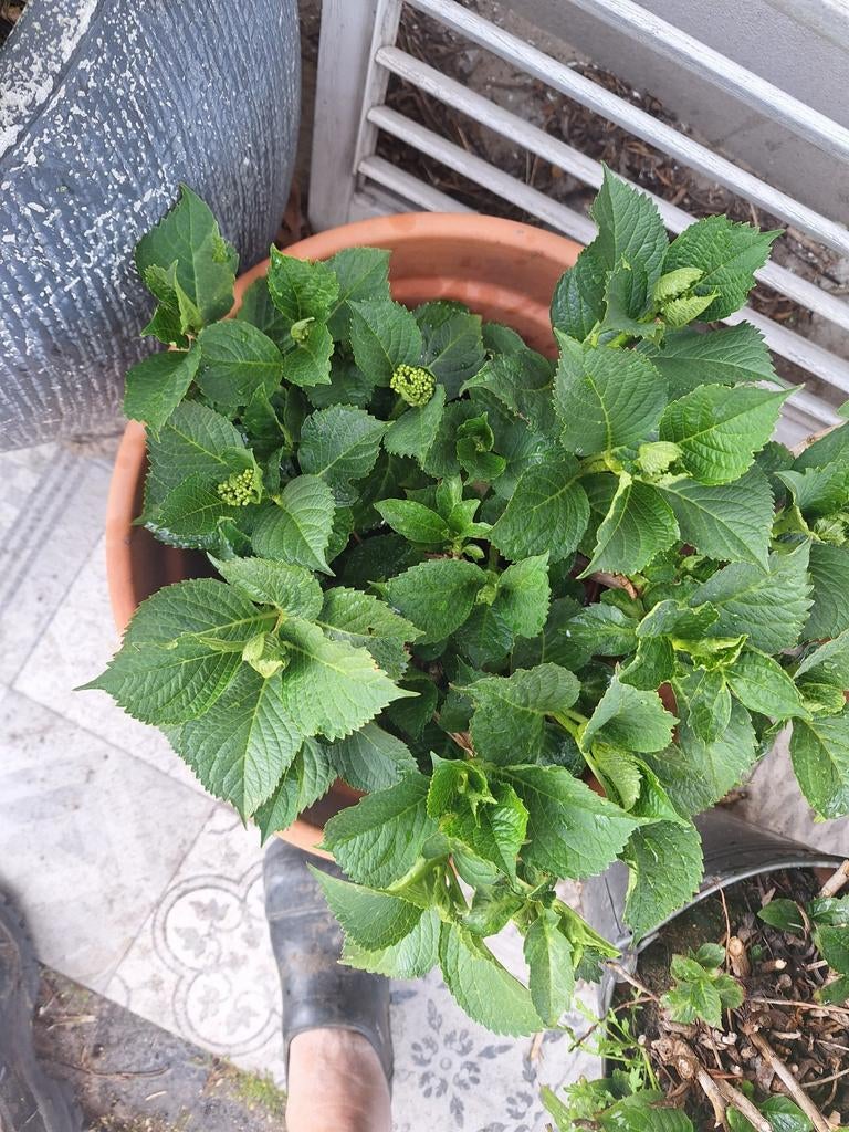 Hortensia, Ophalen of Verzenden