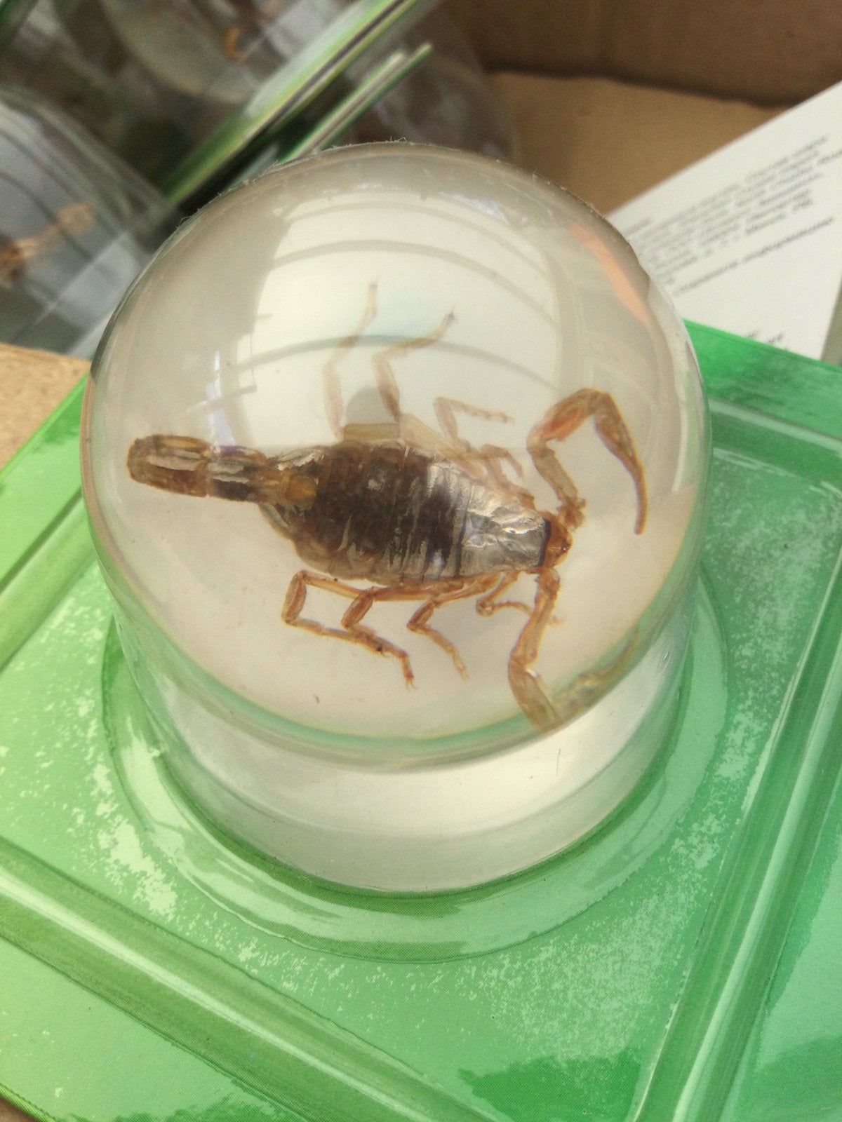 Schorpioen in polyacrylaate bol, Ophalen of Verzenden, Nieuw, Reptiel of Amfibie, Beeldje of Figuurtje