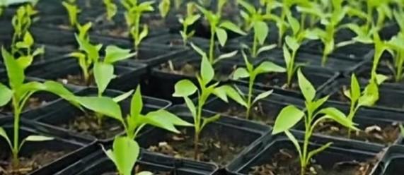 Peperplantjes, Ophalen, Eenjarig, Groenteplanten, Volle zon