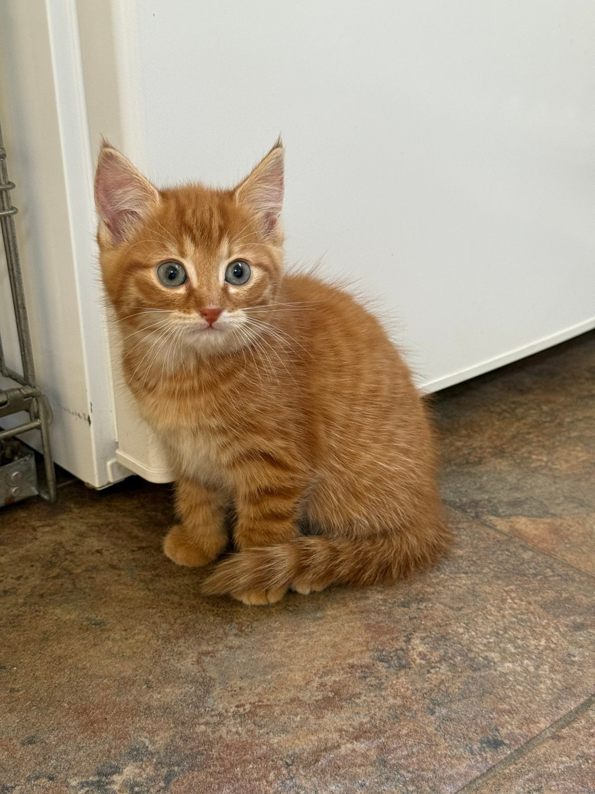 Mega mooie rode kittens, Meerdere dieren