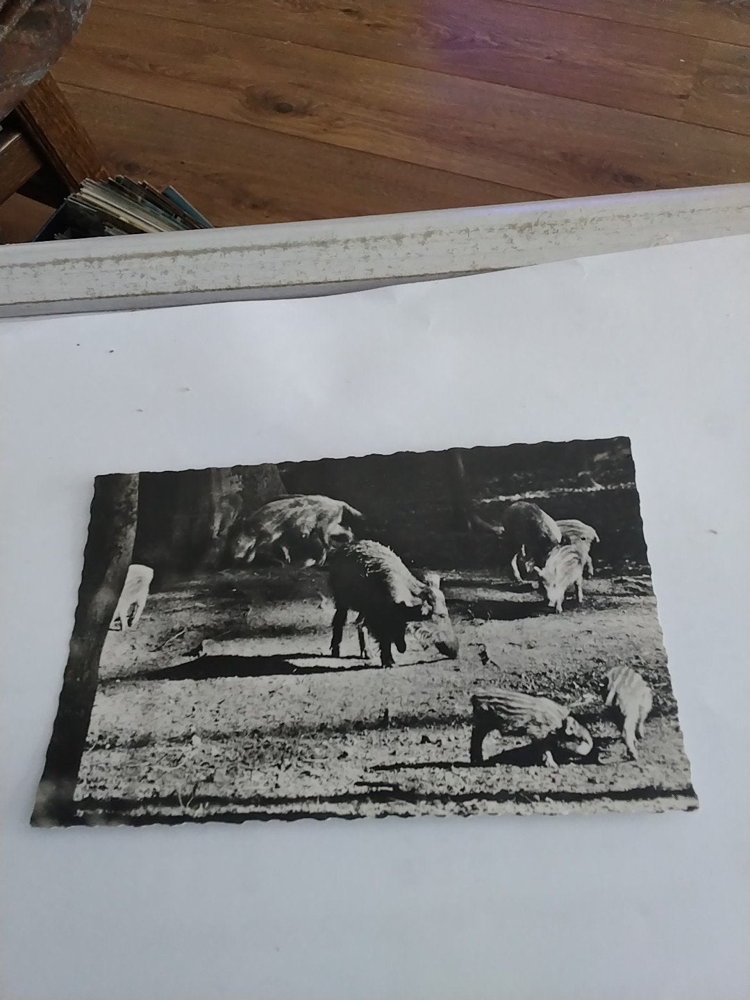 Oude ansichtkaart: Wilde Zwijnen in de avondzon, Ophalen of Verzenden, 1920 tot 1940, Gelopen