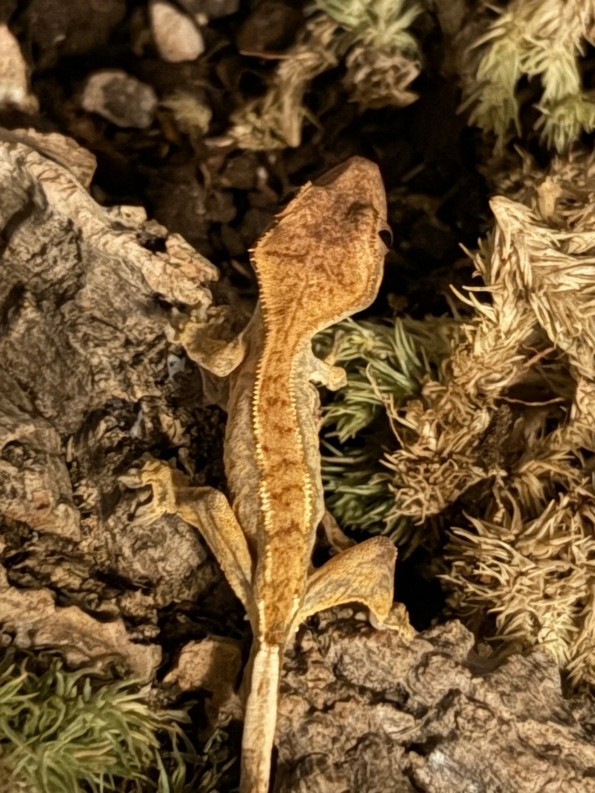Crested gecko (wimper gecko) + pangea food Crested Gecko - unknown for sale from Abdul