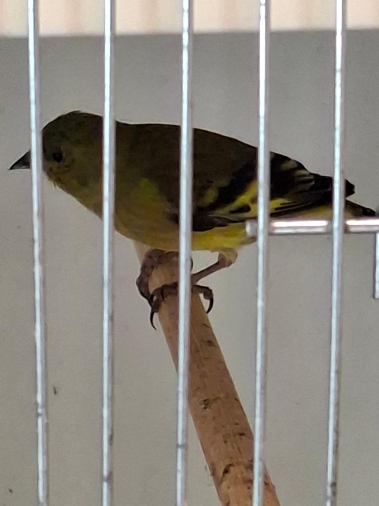 Zwartkopsijzen, Dieren en Toebehoren, Vogels | Overige Vogels, Meerdere dieren