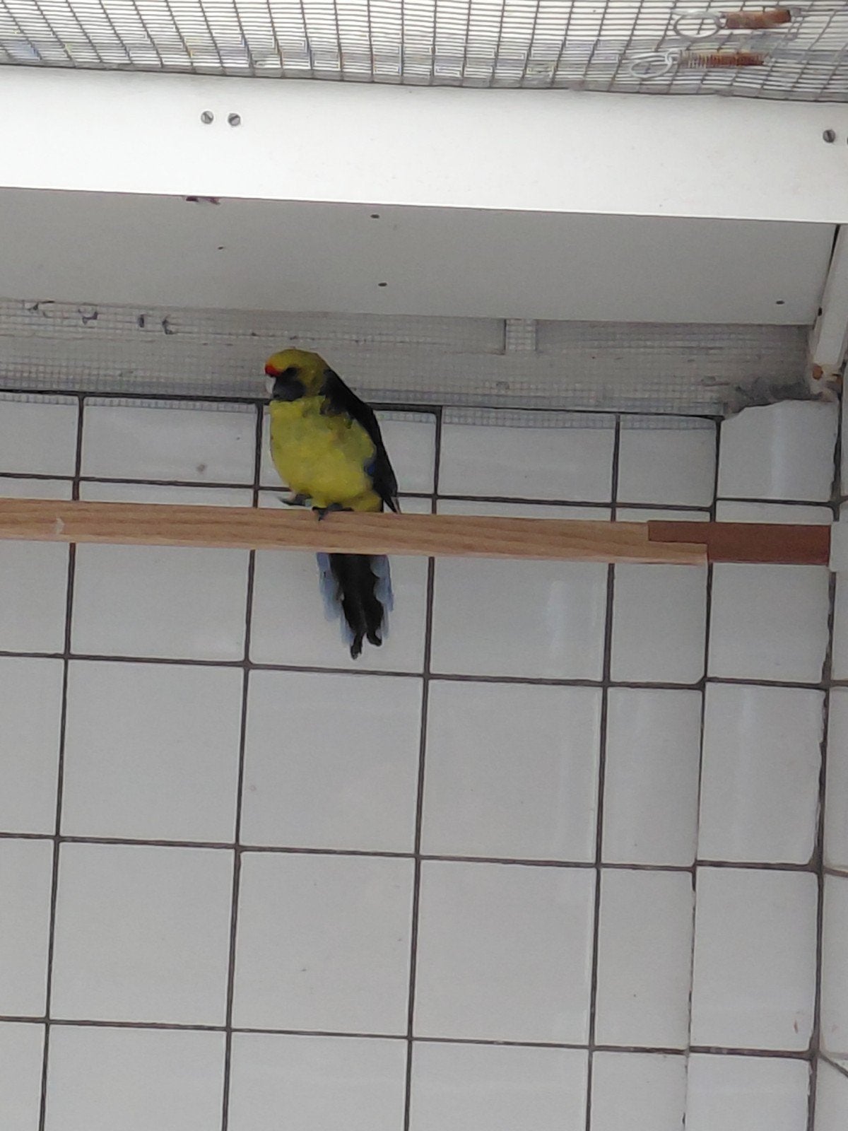 0-1 geelbuik rosella 2022, Dieren en Toebehoren, Vrouwelijk, Parkiet, Geringd