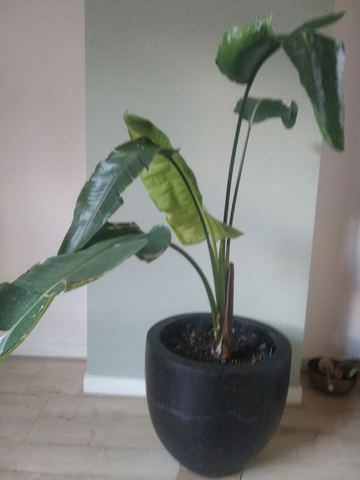 Grote kamerplant/ kantoorplant.     Strelitzia Nicolai Parad, Ophalen, Bloeit niet, Overige soorten, Halfschaduw
