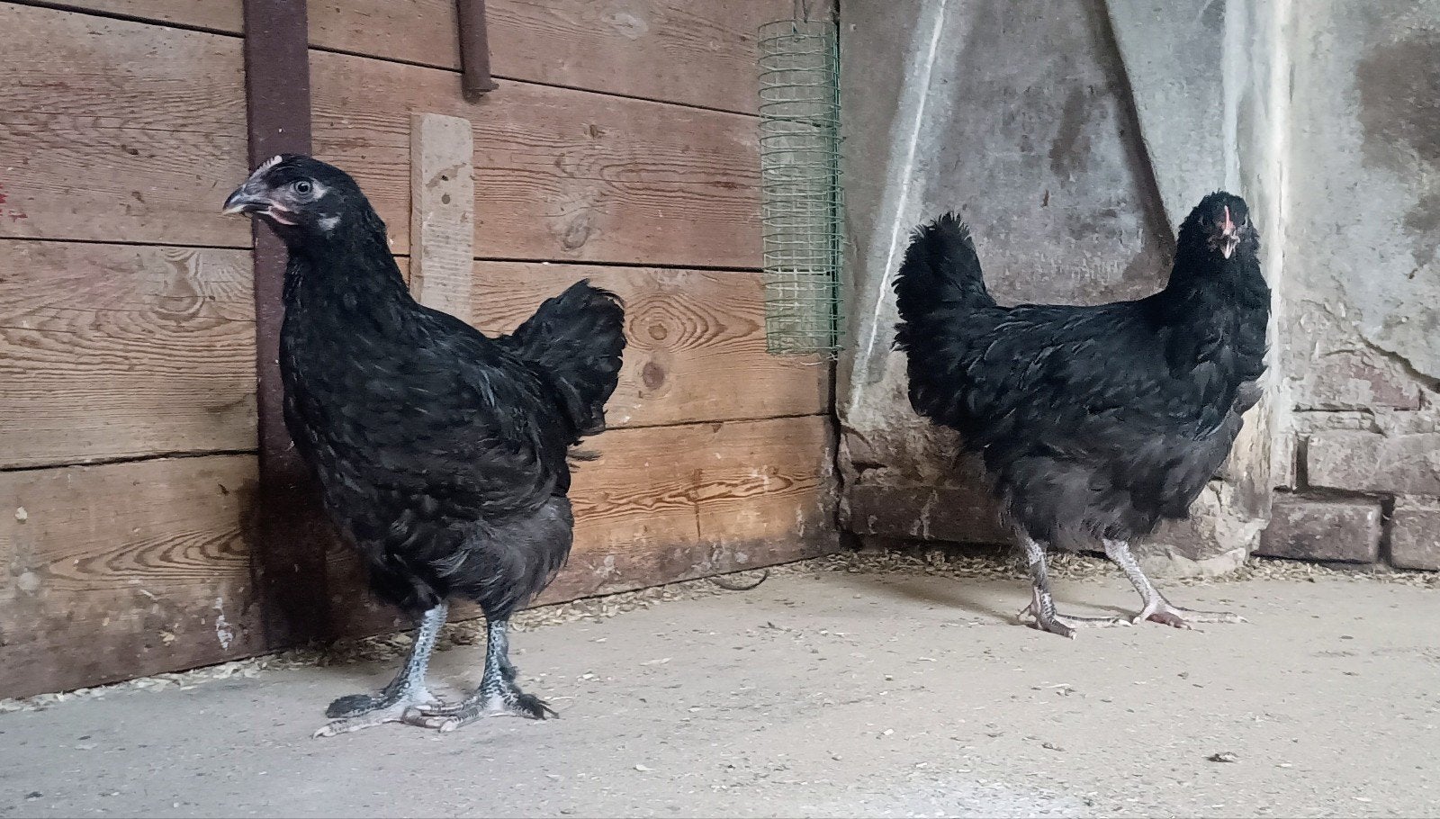 Marans hennen