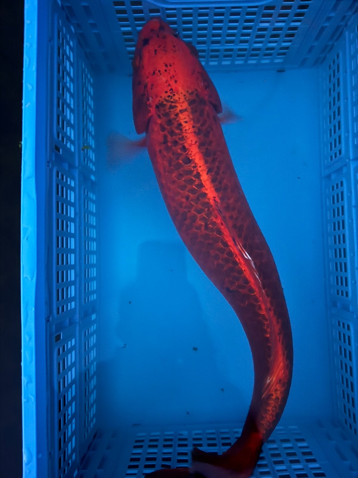 Te koop, gave egale japanse kawarimono, Dieren en Toebehoren, Vissen | Vijvervissen, Karper of Koi