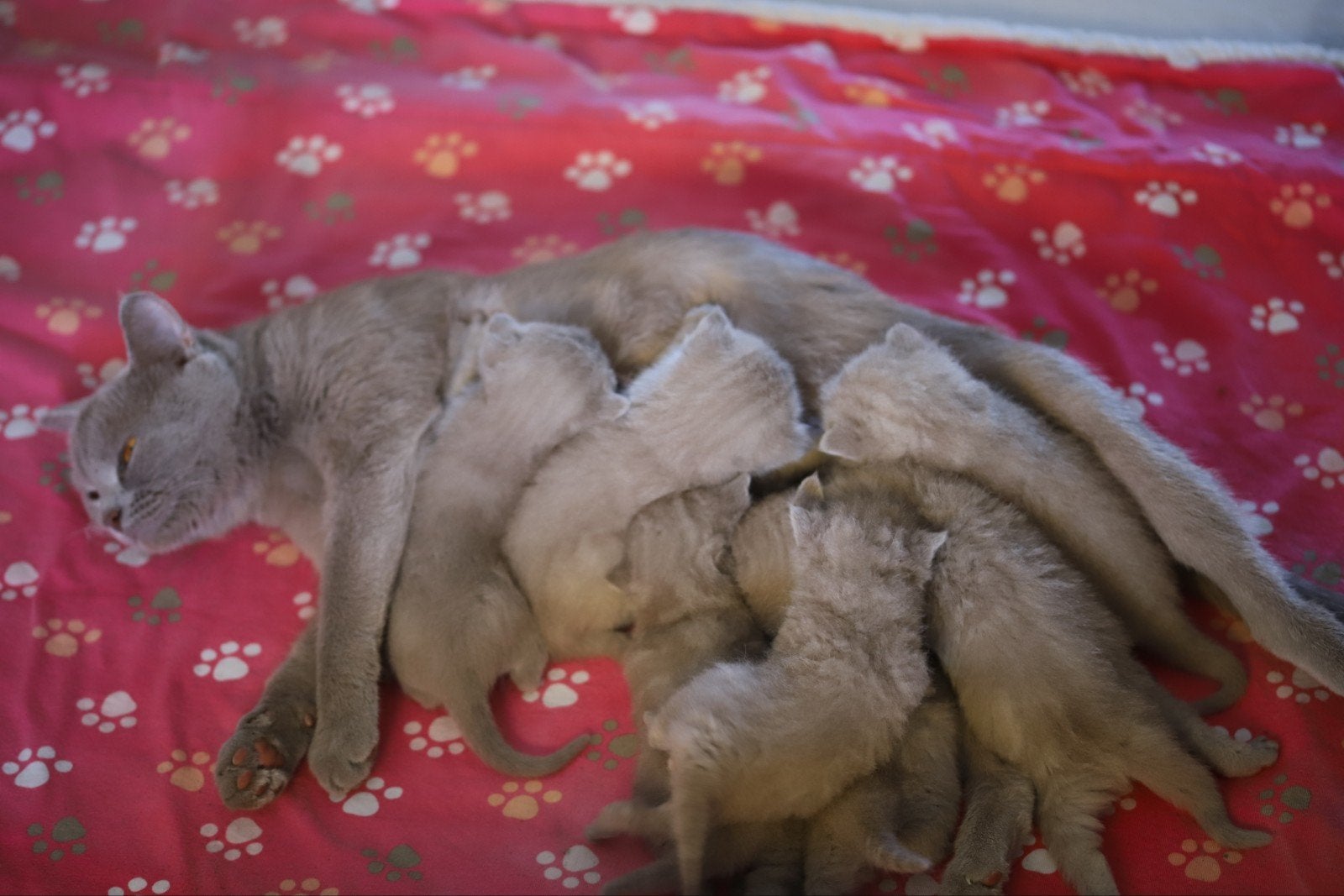 7 prachtige Britse Korthaar kittens 5 katers,2 poesjes, Dieren en Toebehoren, Katten en Kittens | Raskatten | Korthaar, Meerdere dieren