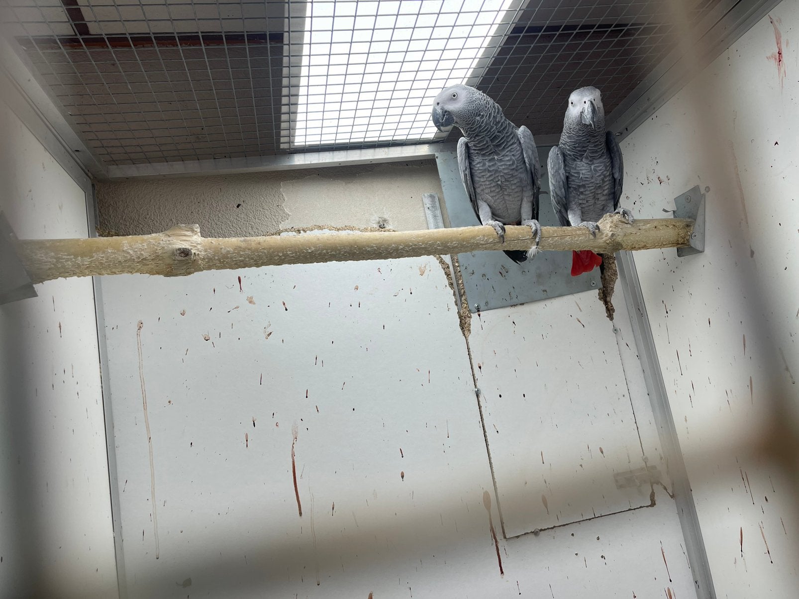 2 Roodstaart papegaai koppels incl voliere, Dieren en Toebehoren, Vogels | Parkieten en Papegaaien, Meerdere dieren, Papegaai