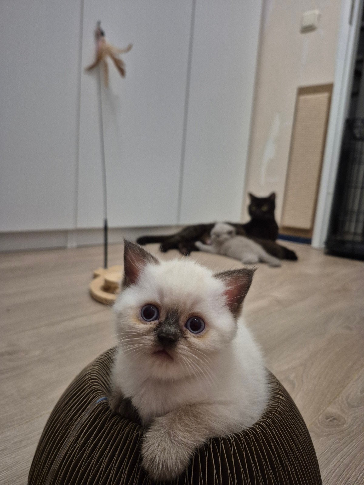 Britse korthaar poesje blue point, Poes, 0 tot 2 jaar
