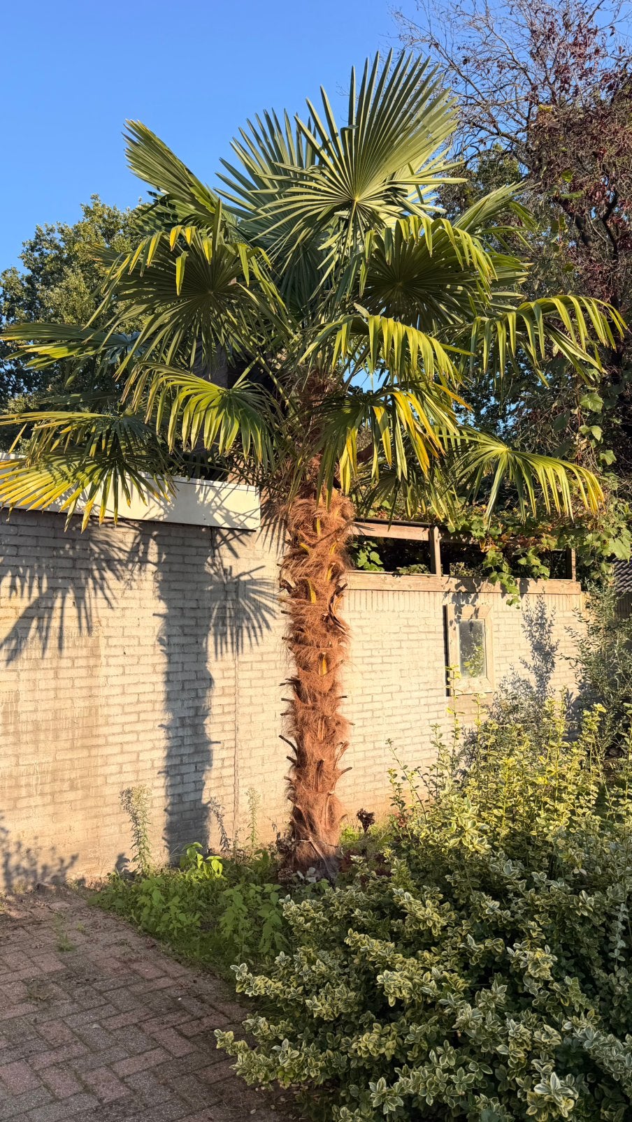 Mooie palmboom – zelf uitgraven en ophalen, Ophalen, Gehele jaar, Volle zon