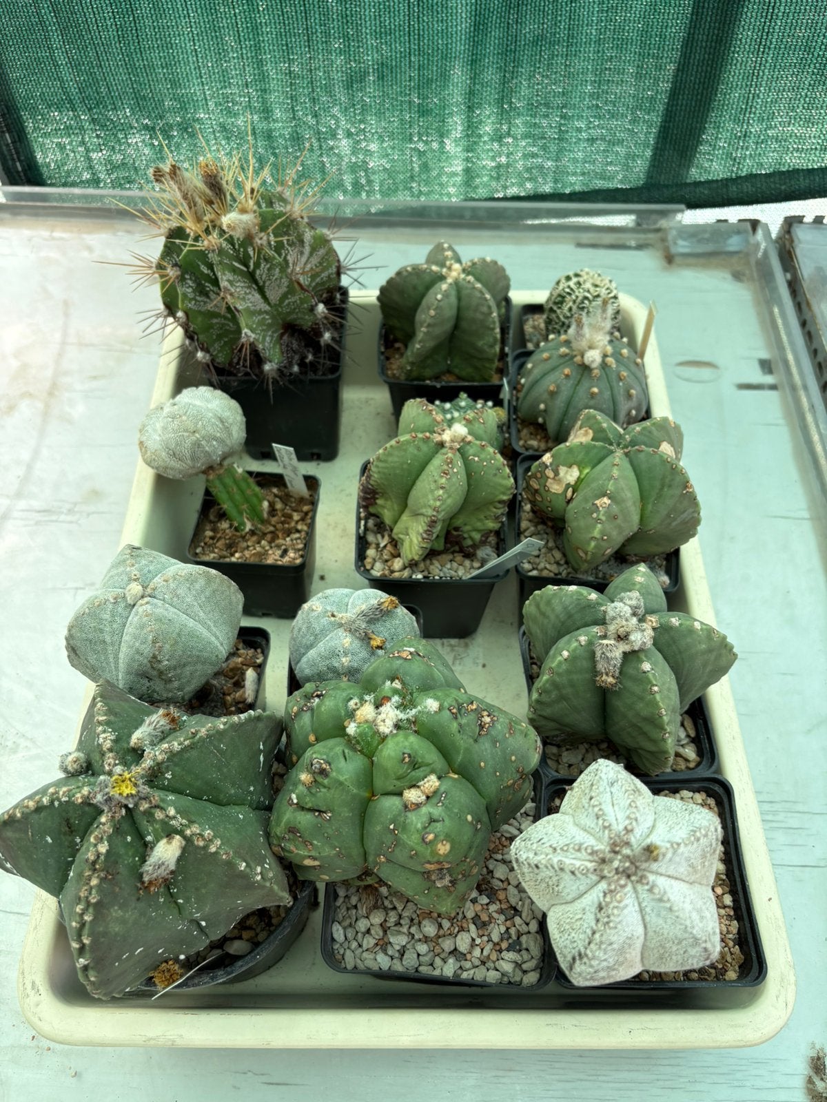 Mooie collectie van 14 Astrophytums, Ophalen of Verzenden, Cactus, Halfschaduw, Minder dan 100 cm