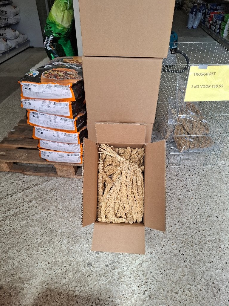 5 kg trosgierst voor slechts €22,50, Ophalen of Verzenden, Nieuw, Overige typen