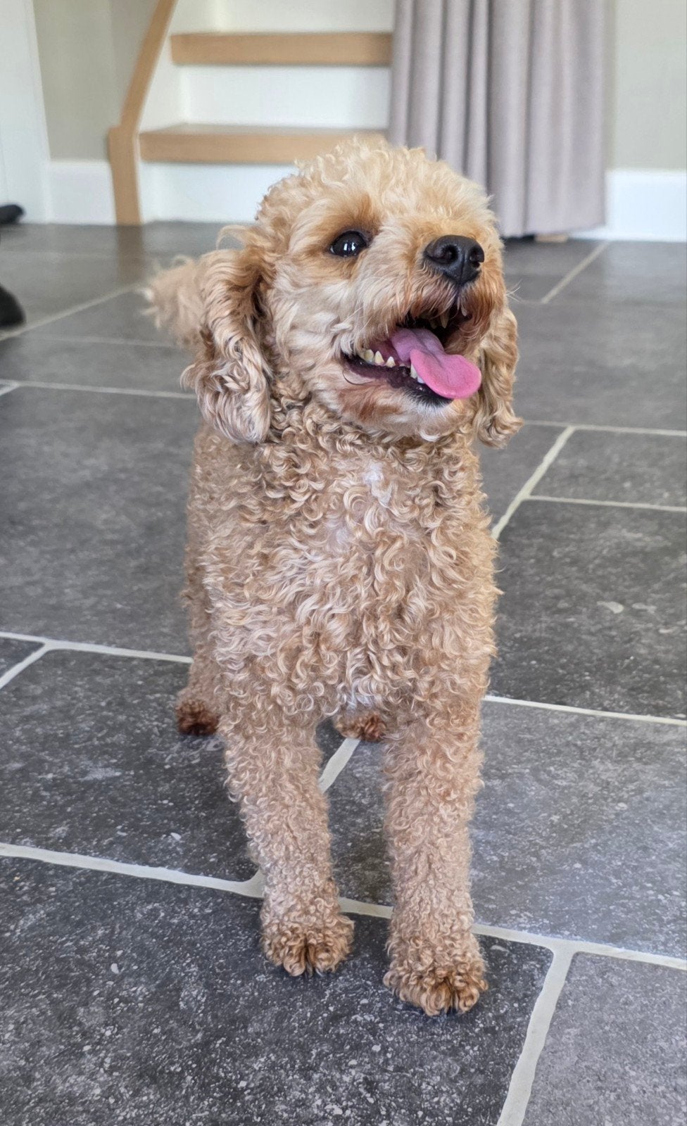 Dekreu beschikbaar: Toy Poedel met FCI stamboom, Dieren en Toebehoren, Honden | Dekreuen, Reu, 1 tot 2 jaar, Parvo, Eén hond
