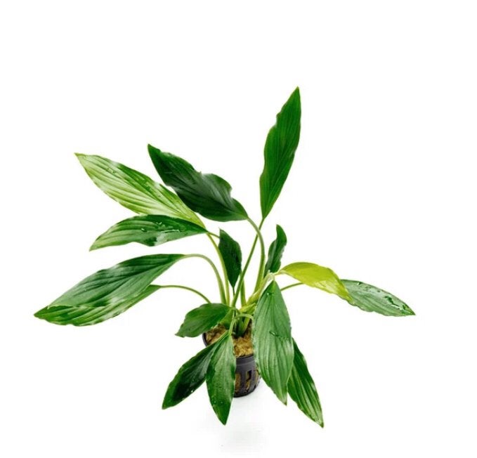 Homalomena sekadau south, Ophalen of Verzenden, Nieuw, Plant(en), Steen of Hout