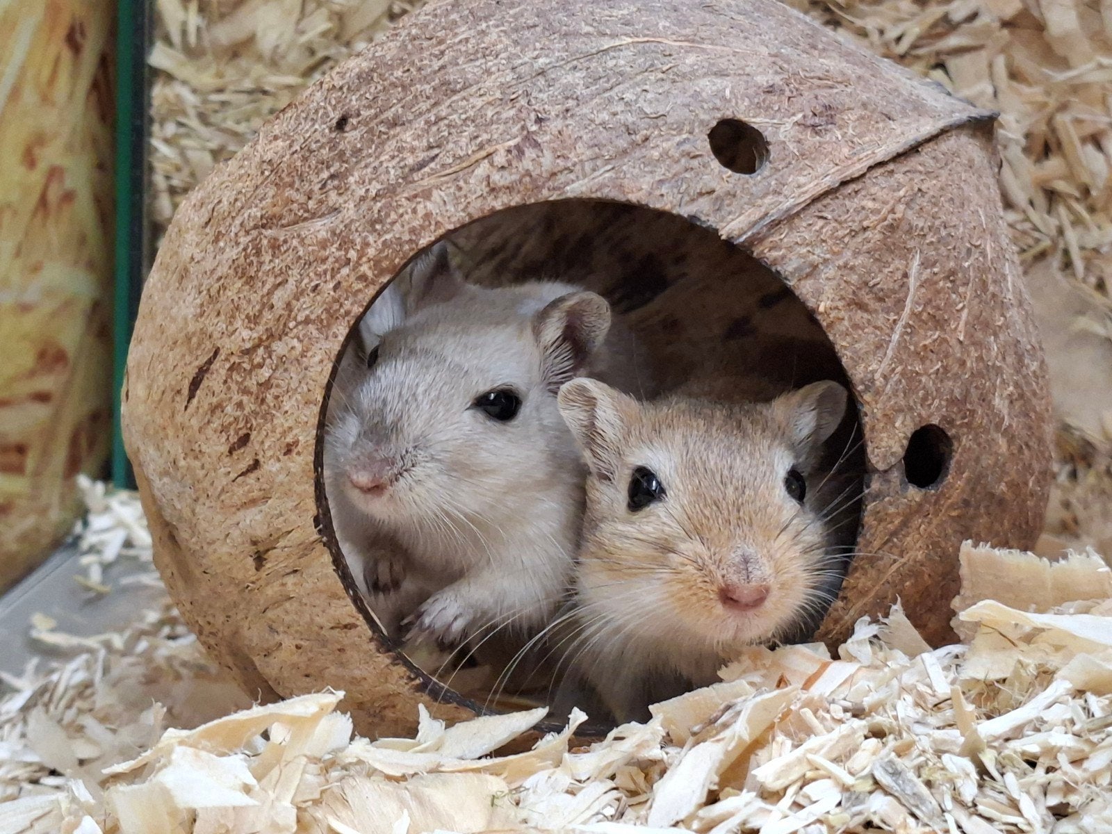 Heel lief koppel gerbil mannetjes, Dieren en Toebehoren, Knaagdieren, Juni, Mannelijk, Overige typen