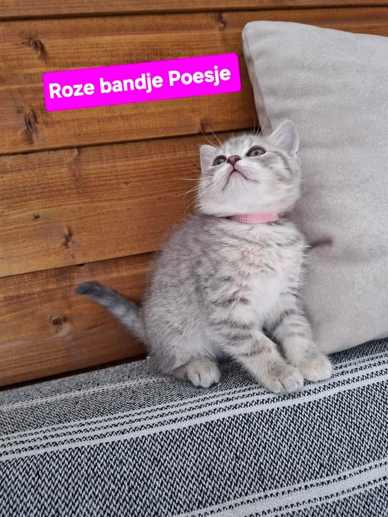 Britse korthaar Kittens😻, Dieren en Toebehoren, Katten en Kittens | Raskatten | Korthaar, Meerdere dieren, Ontwormd, 0 tot 2 jaar