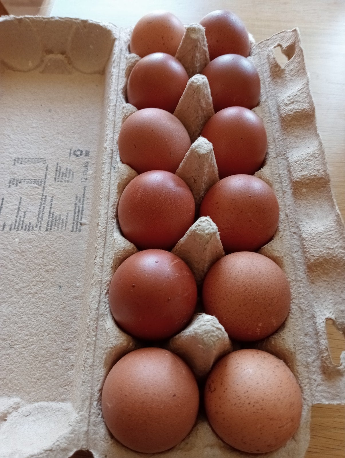Broedeieren Marans groot, Geslacht onbekend, Kip