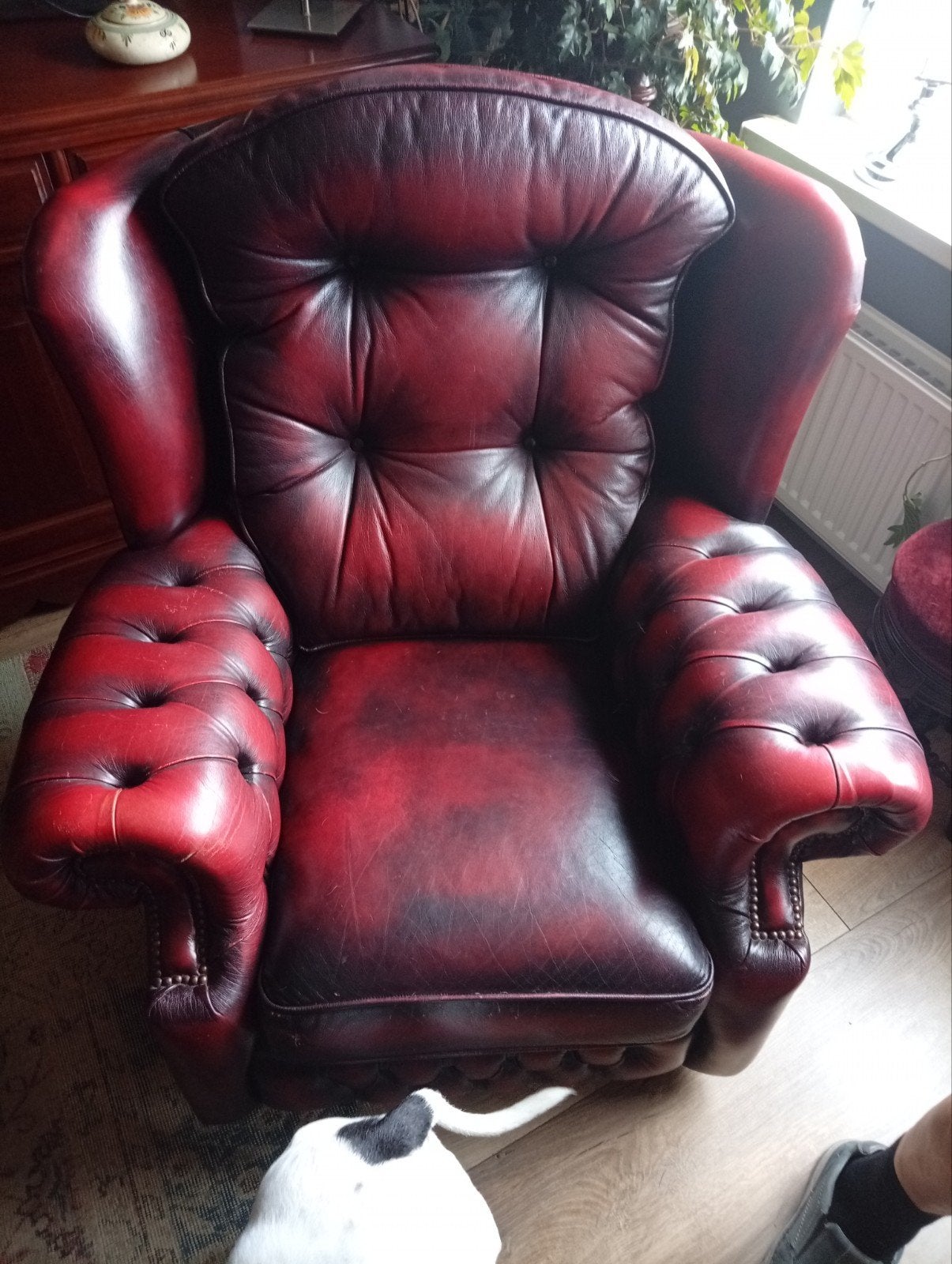Luxe Chesterfield fauteuil, rood leer, Springvale, Gebruikt, Chesterfield, Klassiek, Vintage, Ophalen of Verzenden, 75 tot 100 cm
