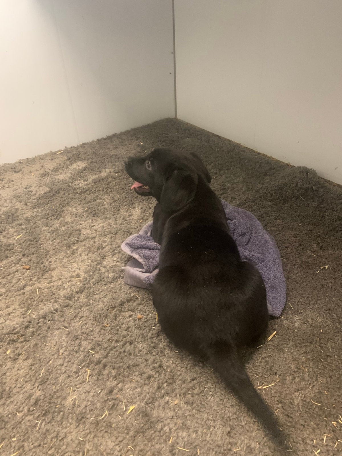 Labrador reutjes zwart. Ouders stamboom. Mogen gelijk mee., Dieren en Toebehoren, Parvo, 8 tot 15 weken, Labrador retriever, Meerdere