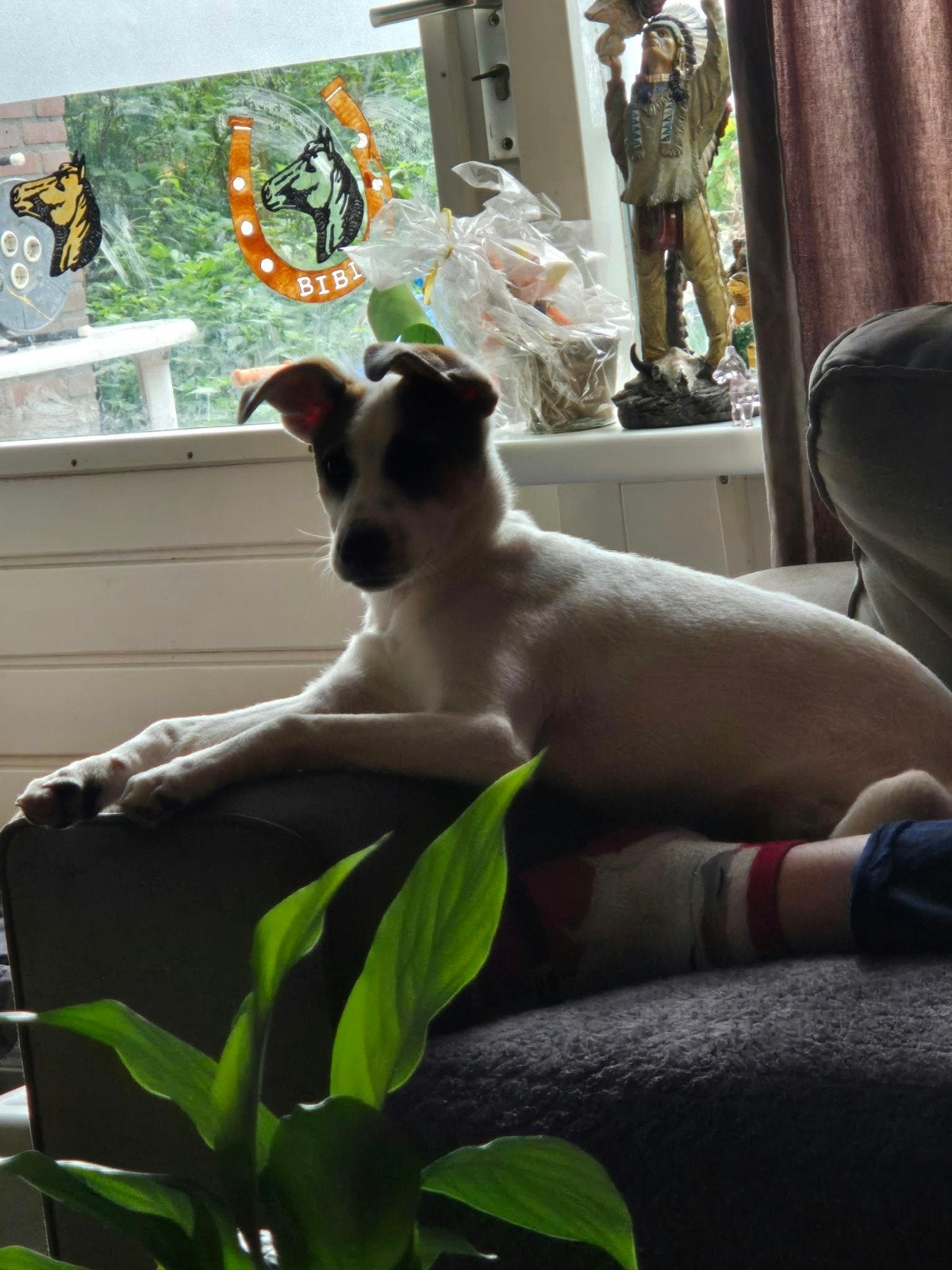 🐶🐾 Lieve pup Alinta zoekt een liefdevol thuis 🐾🐶

Al, Particulier, 15 weken tot 1 jaar, Buitenland, Teef