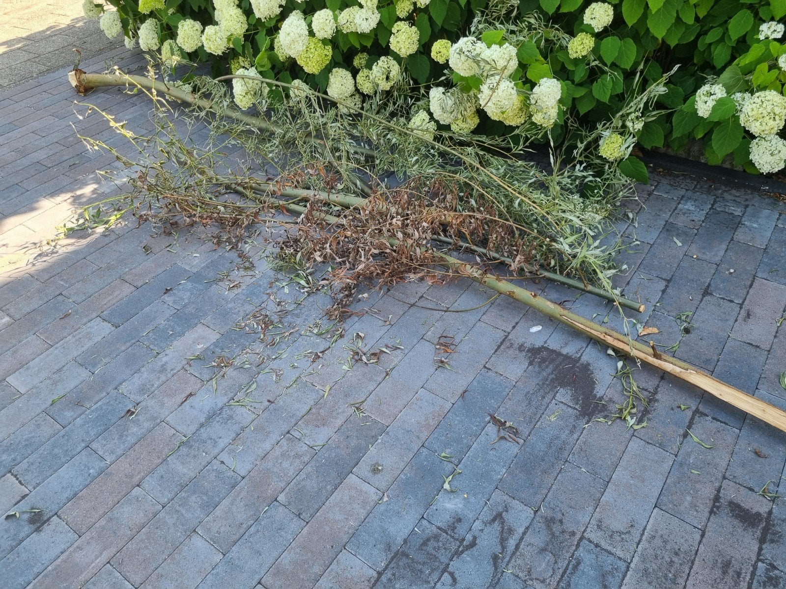 2 grotere wilgentakken en 1 kleinere, gratis, Ophalen, Overige soorten, 250 tot 400 cm