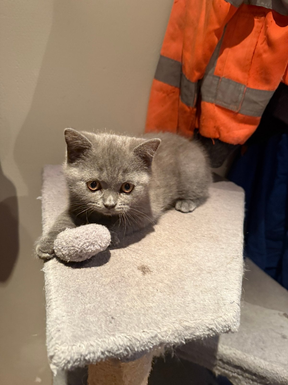 Britse korthaar kitten poes, Poes, 0 tot 2 jaar
